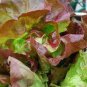 6 Types Of Lettuce Purple Red Green Vegetables 2 Seeds
