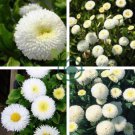 White Bellis Perennis Daisy Flower 100 Seeds