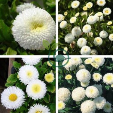 White Bellis Perennis Daisy Flower 100 Seeds