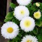 White Bellis Perennis Daisy Flower 100 Seeds