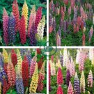 MIXED RUSSELL LUPINE Lupinus Polyphyllus Flower 20 Seeds