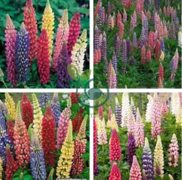 MIXED RUSSELL LUPINE Lupinus Polyphyllus Flower 20 Seeds