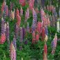 MIXED RUSSELL LUPINE Lupinus Polyphyllus Flower 20 Seeds