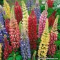 MIXED RUSSELL LUPINE Lupinus Polyphyllus Flower 20 Seeds