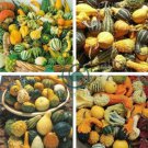 Mixed Gourds Ornamental Pumpkin 100 Seeds