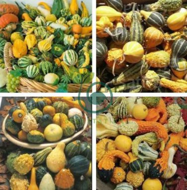 Mixed Gourds Ornamental Pumpkin 100 Seeds
