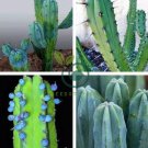 Genuine Myrtillocactus geometrizans Bilberry Cactus 10 Seeds
