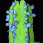 Genuine Myrtillocactus geometrizans Bilberry Cactus 10 Seeds