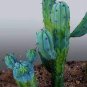 Genuine Myrtillocactus geometrizans Bilberry Cactus 10 Seeds