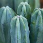 Genuine Myrtillocactus geometrizans Bilberry Cactus 10 Seeds