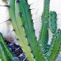 Genuine Myrtillocactus geometrizans Bilberry Cactus 10 Seeds