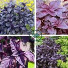 Dark Opal Basil Purple Basilicum Herb Organic 100 Seeds