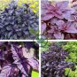 Dark Opal Basil Purple Basilicum Herb Organic 100 Seeds