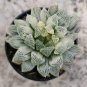 Variegated Haworthia Cooperi Pilifera 10 Seeds