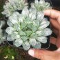 Variegated Haworthia Cooperi Pilifera 10 Seeds