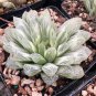 Variegated Haworthia Cooperi Pilifera 10 Seeds
