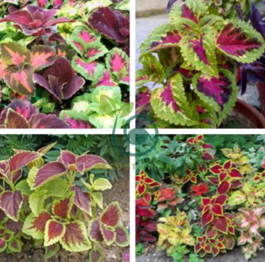Janpanese Bonsai Coleus Plant Rainbow Dragon 200 Seeds