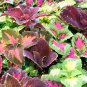 Janpanese Bonsai Coleus Plant Rainbow Dragon 200 Seeds