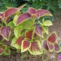 Janpanese Bonsai Coleus Plant Rainbow Dragon 200 Seeds