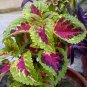 Janpanese Bonsai Coleus Plant Rainbow Dragon 200 Seeds