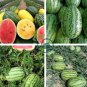 Deep Green Streak Ellipse Red Big Watermelon 12 Seeds