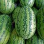 Deep Green Streak Ellipse Red Big Watermelon 12 Seeds