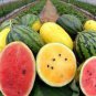 Deep Green Streak Ellipse Red Big Watermelon 12 Seeds