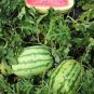 Deep Green Streak Ellipse Red Big Watermelon 12 Seeds