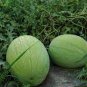Light Green Streak Ellipse Big Red Watermelon 12 Seeds
