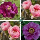 Peony Short Purple Petals Big Ball Centre Flower 10 Seeds