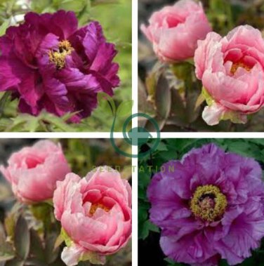 Peony Short Purple Petals Big Ball Centre Flower 10 Seeds