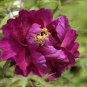Peony Short Purple Petals Big Ball Centre Flower 10 Seeds