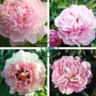 Peony Mr.zhao Pink Big Blooms Flower 10 Seeds