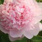 Peony Mr.zhao Pink Big Blooms Flower 10 Seeds