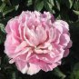 Peony Mr.zhao Pink Big Blooms Flower 10 Seeds