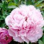 Peony Mr.zhao Pink Big Blooms Flower 10 Seeds