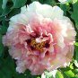 Peony Mr.zhao Pink Big Blooms Flower 10 Seeds