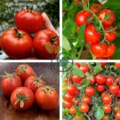 Red Colorful' Indeterminate Tomato Organic 600 Seeds
