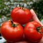 Red Colorful' Indeterminate Tomato Organic 600 Seeds