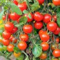 Red Colorful' Indeterminate Tomato Organic 600 Seeds