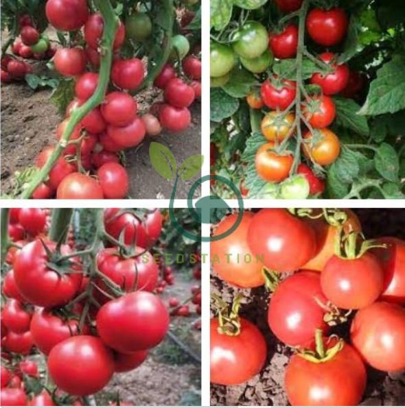 Red Flat Peach' Indeterminate Tomato Organic 600 Seeds