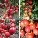 Red Flat Peach' Indeterminate Tomato Organic 600 Seeds