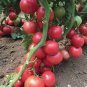 Red Flat Peach' Indeterminate Tomato Organic 600 Seeds