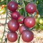 'Colorful Cherry' Indeterminate Tomato Organic 600 Seeds