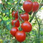 'Colorful Cherry' Indeterminate Tomato Organic 600 Seeds