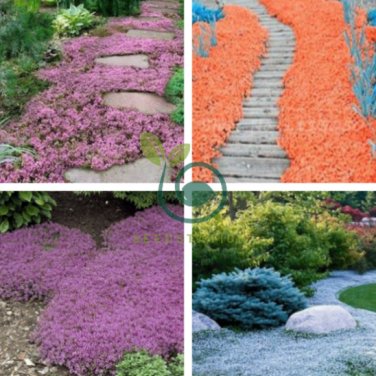 Rainbow Creeping Thyme Plants 400 Seeds