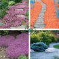 Rainbow Creeping Thyme Plants 400 Seeds