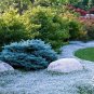 Rainbow Creeping Thyme Plants 400 Seeds