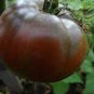 Chocolate Ruffled Tomato 200 Seeds