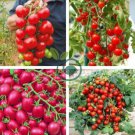 Tomato Cherry 'Rose Red Grape' Fruit 200 Seeds